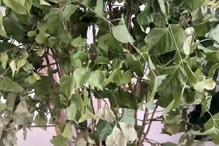 樹葉枯死了還能活嗎