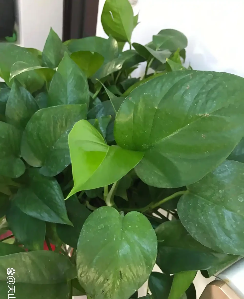 啤酒澆黃金葛:別讓「液體面包」變「植物殺手」,正確方法看這裡