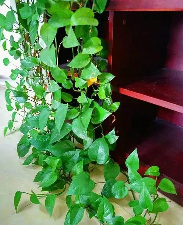 啤酒澆黃金葛:別讓「液體面包」變「植物殺手」,正確方法看這裡