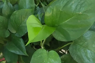 啤酒澆黃金葛：別讓「液體面包」變「植物殺手」，正確方法看這裡