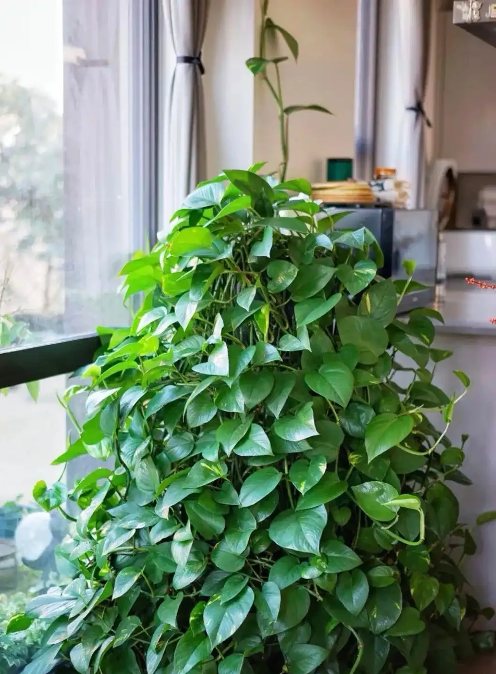 黃金葛一吃肥料就狂漲,堪稱植物圈最易「長肉」的植物!