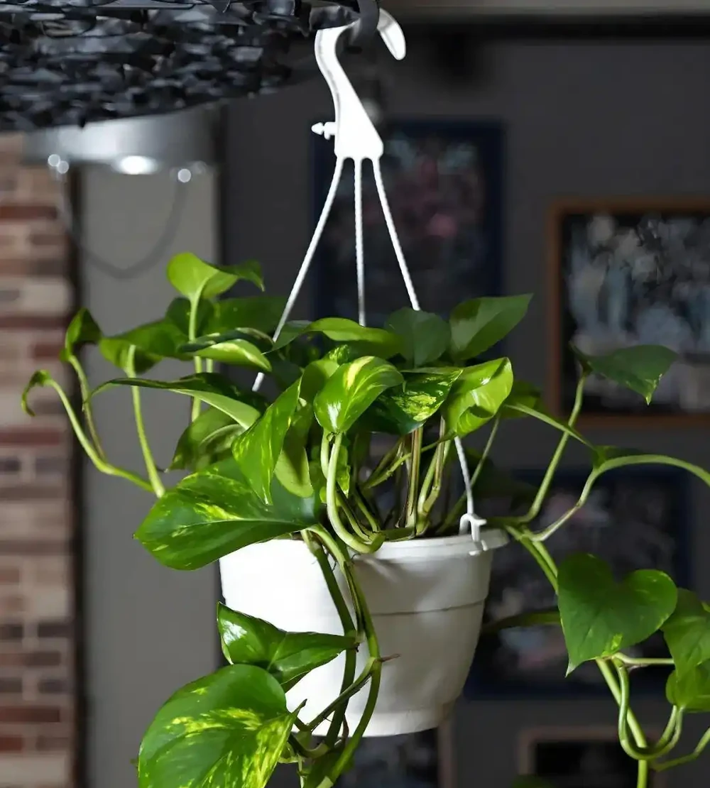 黃金葛一吃肥料就狂漲,堪稱植物圈最易「長肉」的植物!