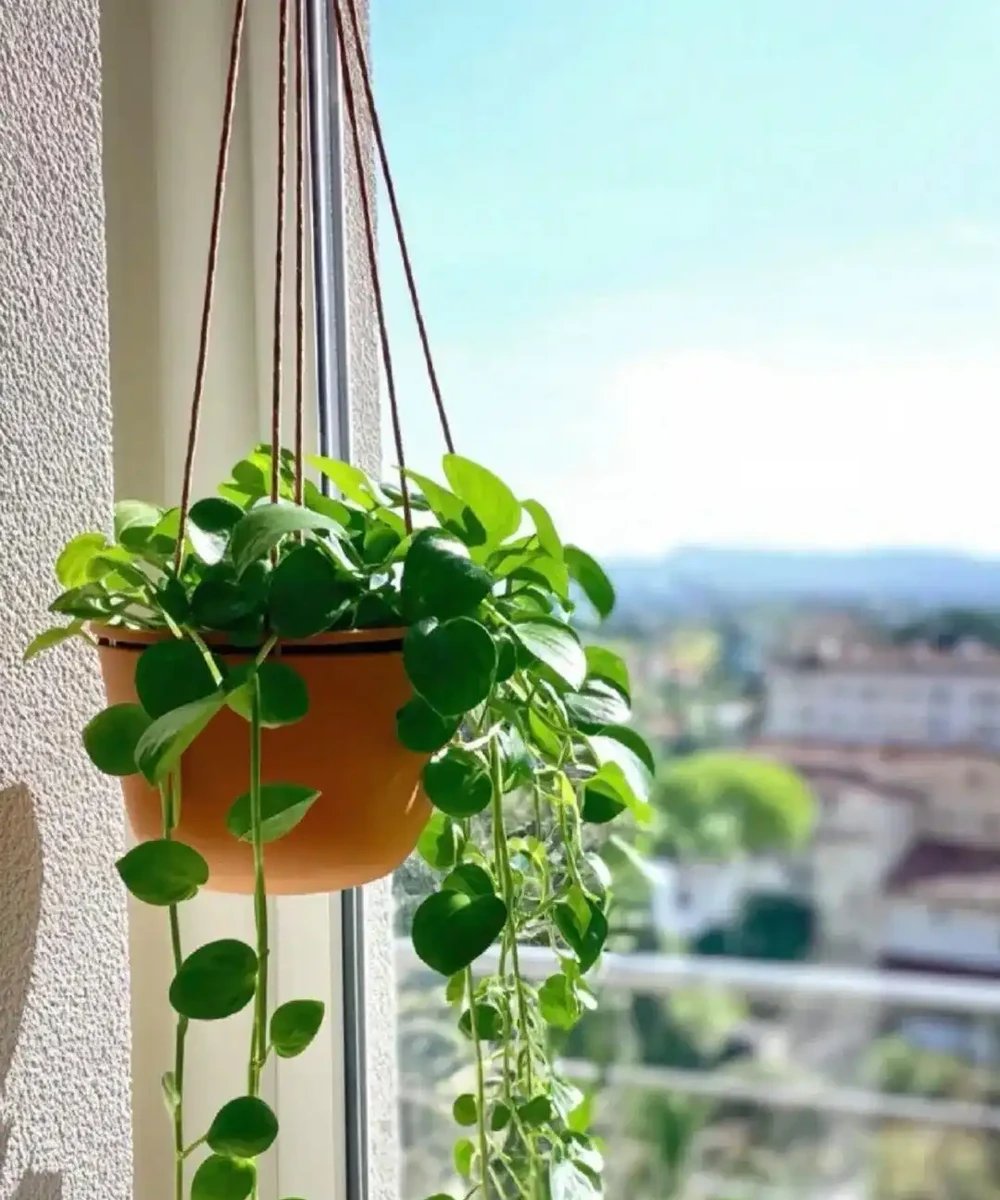 黃金葛一吃肥料就狂漲,堪稱植物圈最易「長肉」的植物!