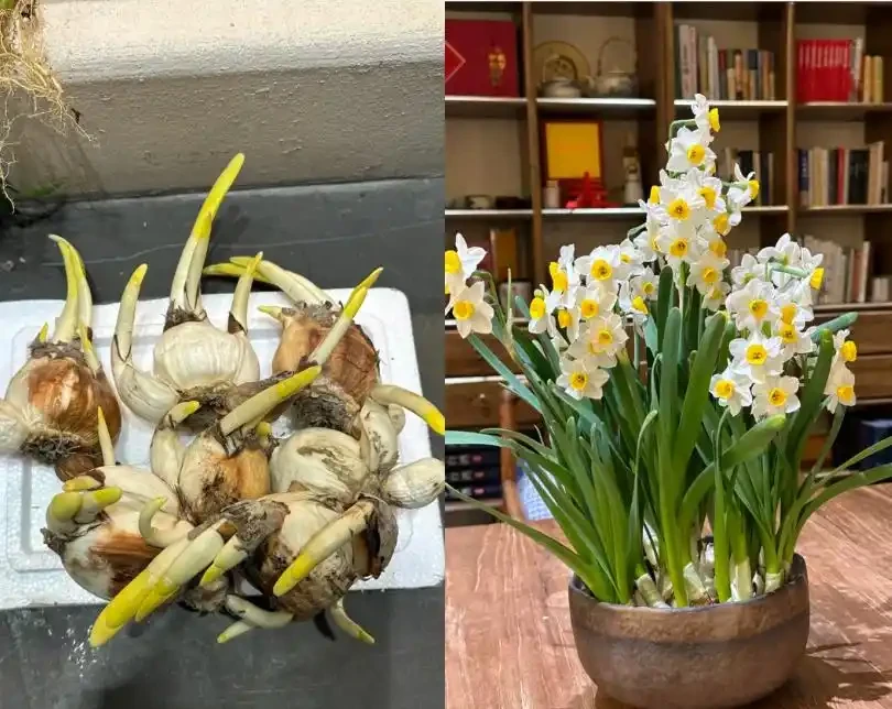 「凍不死」的5種花,越冷越愛開,現在種植正當時,別錯過了!