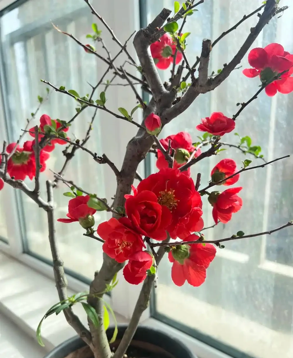 「凍不死」的5種花,越冷越愛開,現在種植正當時,別錯過了!