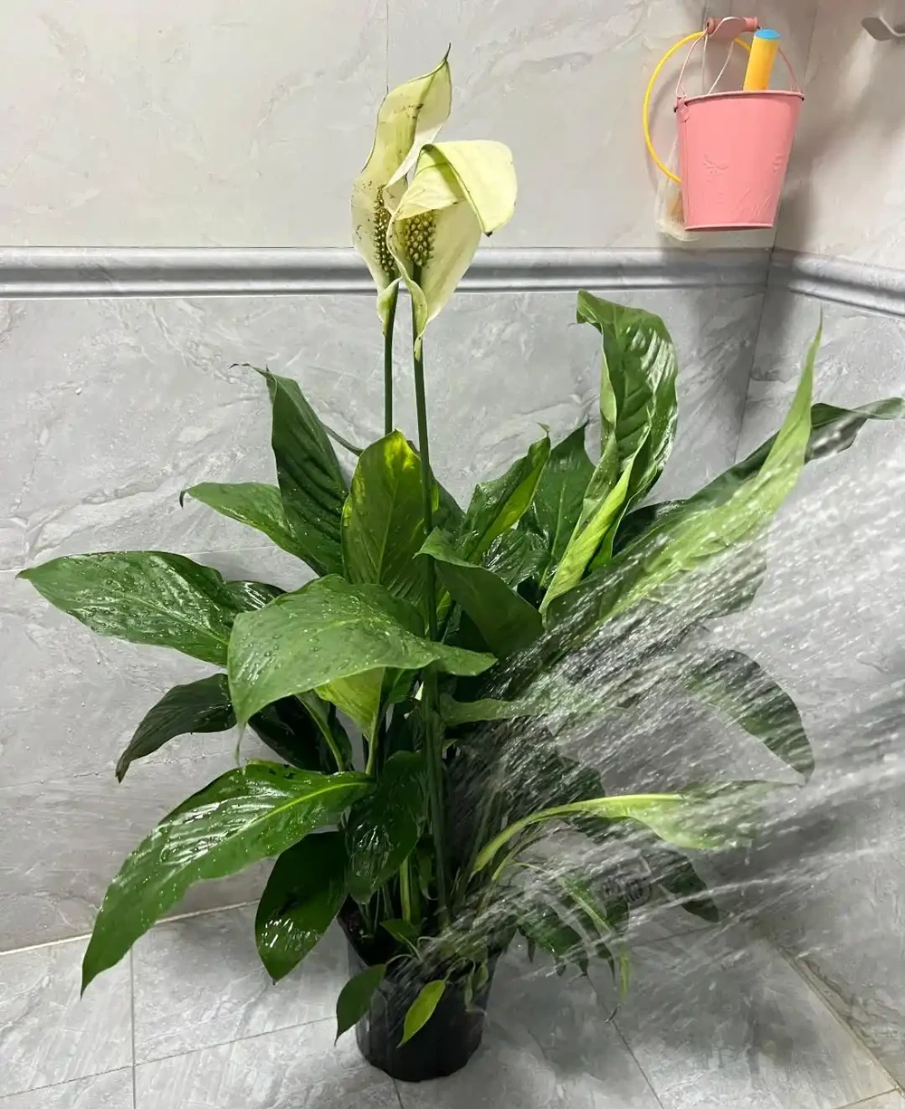 衛生間養上這3種花,臭味異味「全吸光」,好看,用處多!