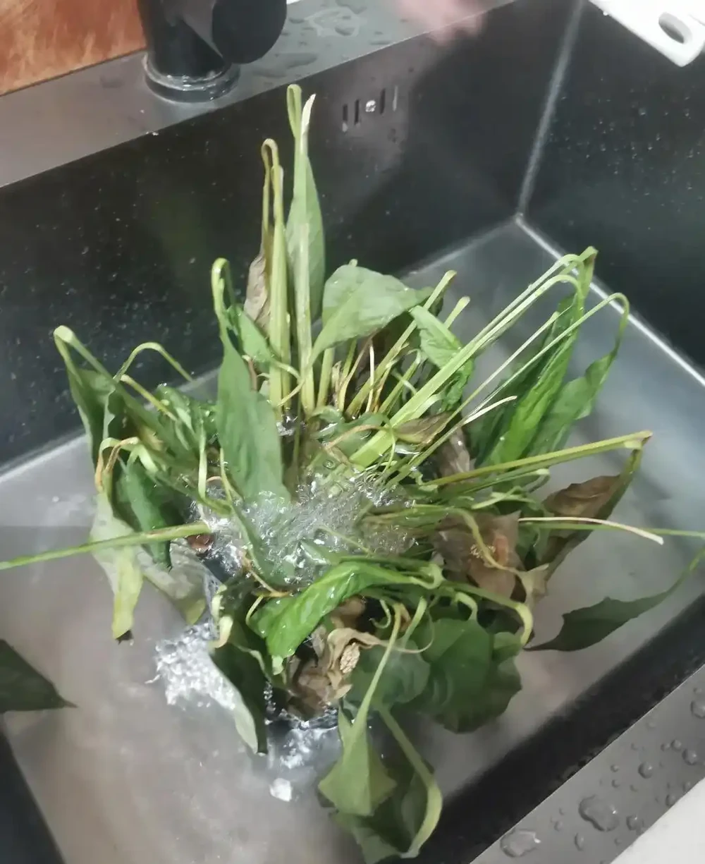 衛生間養上這3種花,臭味異味「全吸光」,好看,用處多!