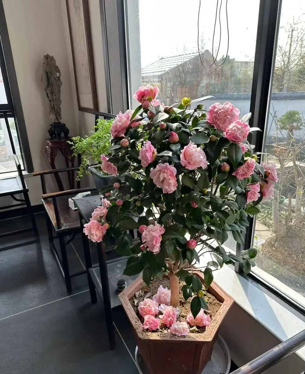 「凍不死」的5種花,越冷越愛開,現在種植正當時,別錯過了!