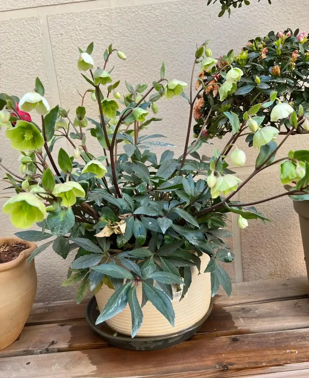 「凍不死」的5種花,越冷越愛開,現在種植正當時,別錯過了!