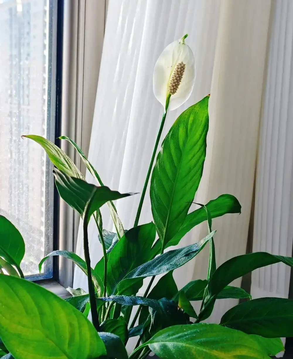 衛生間養上這3種花,臭味異味「全吸光」,好看,用處多!