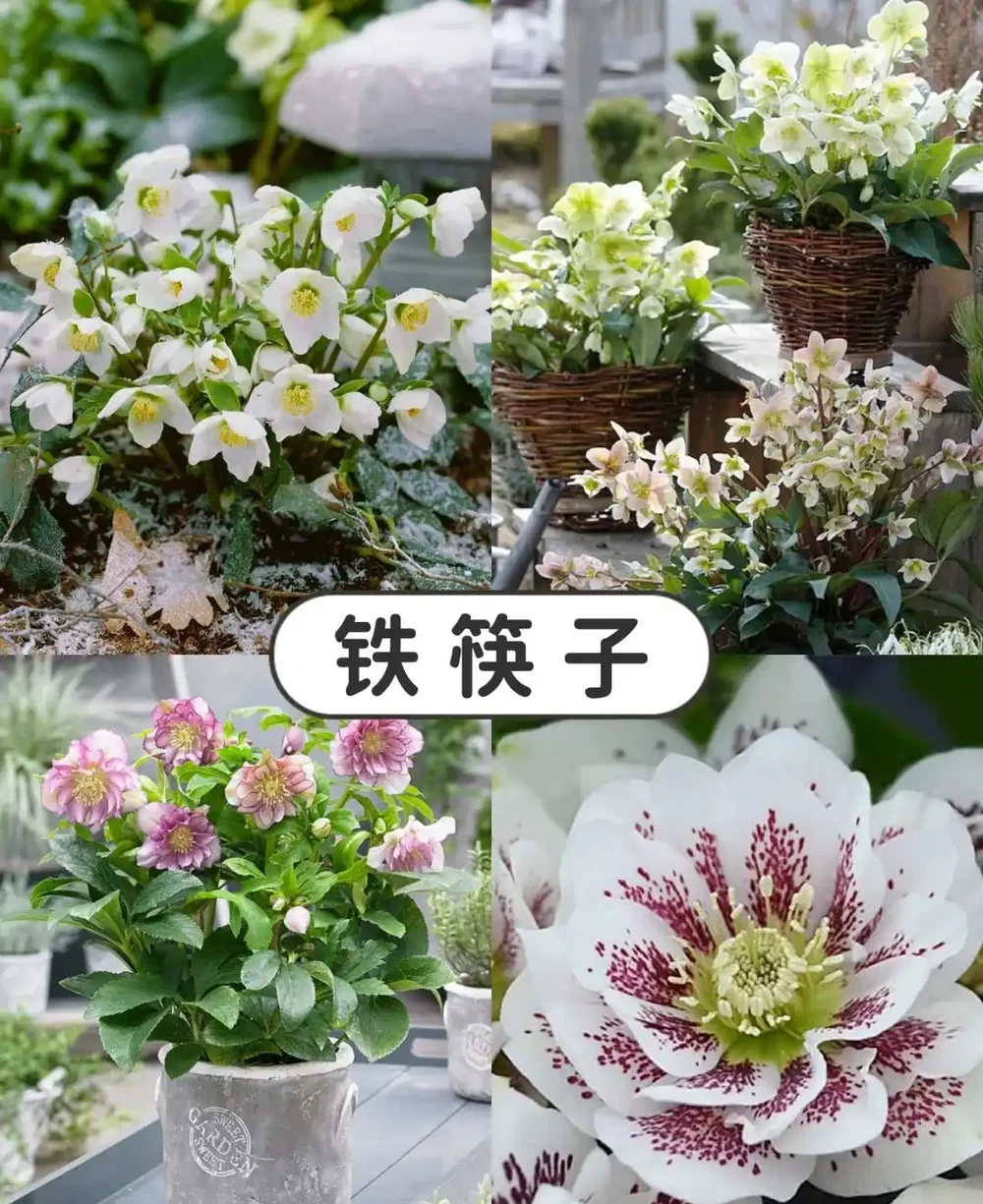 「凍不死」的5種花,越冷越愛開,現在種植正當時,別錯過了!