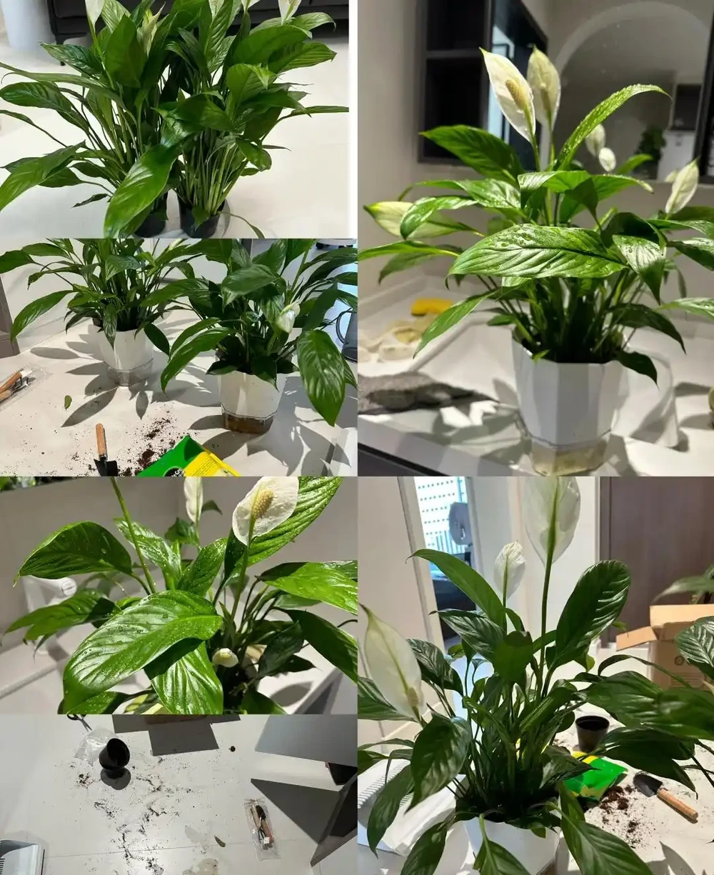 衛生間養上這3種花,臭味異味「全吸光」,好看,用處多!
