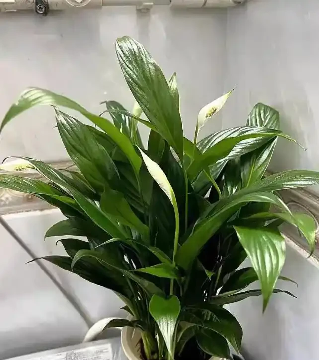 衛生間養上這3種花,臭味異味「全吸光」,好看,用處多!