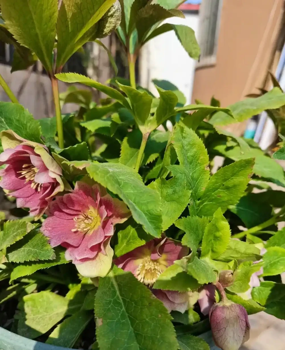 「凍不死」的5種花,越冷越愛開,現在種植正當時,別錯過了!