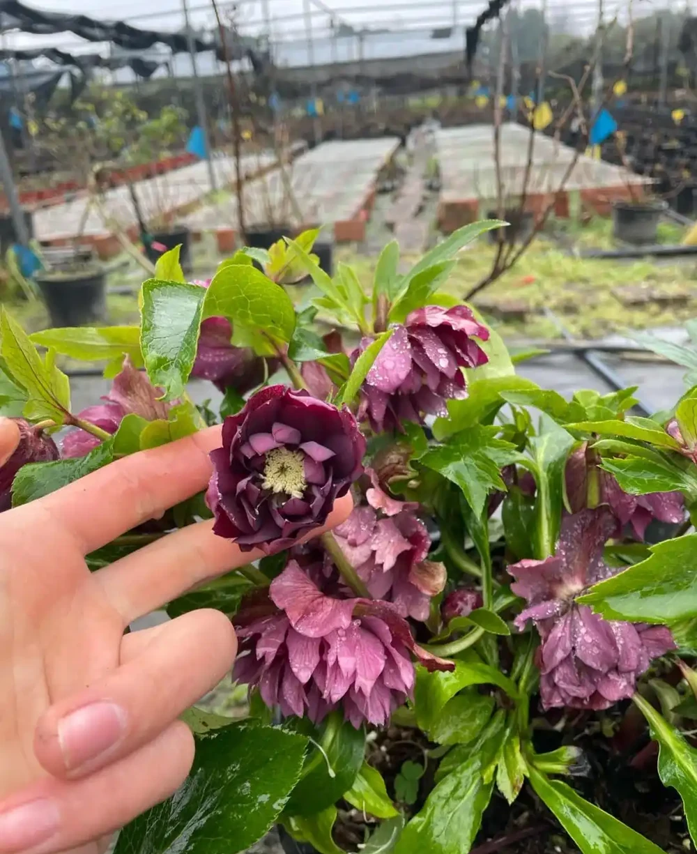 「凍不死」的5種花,越冷越愛開,現在種植正當時,別錯過了!