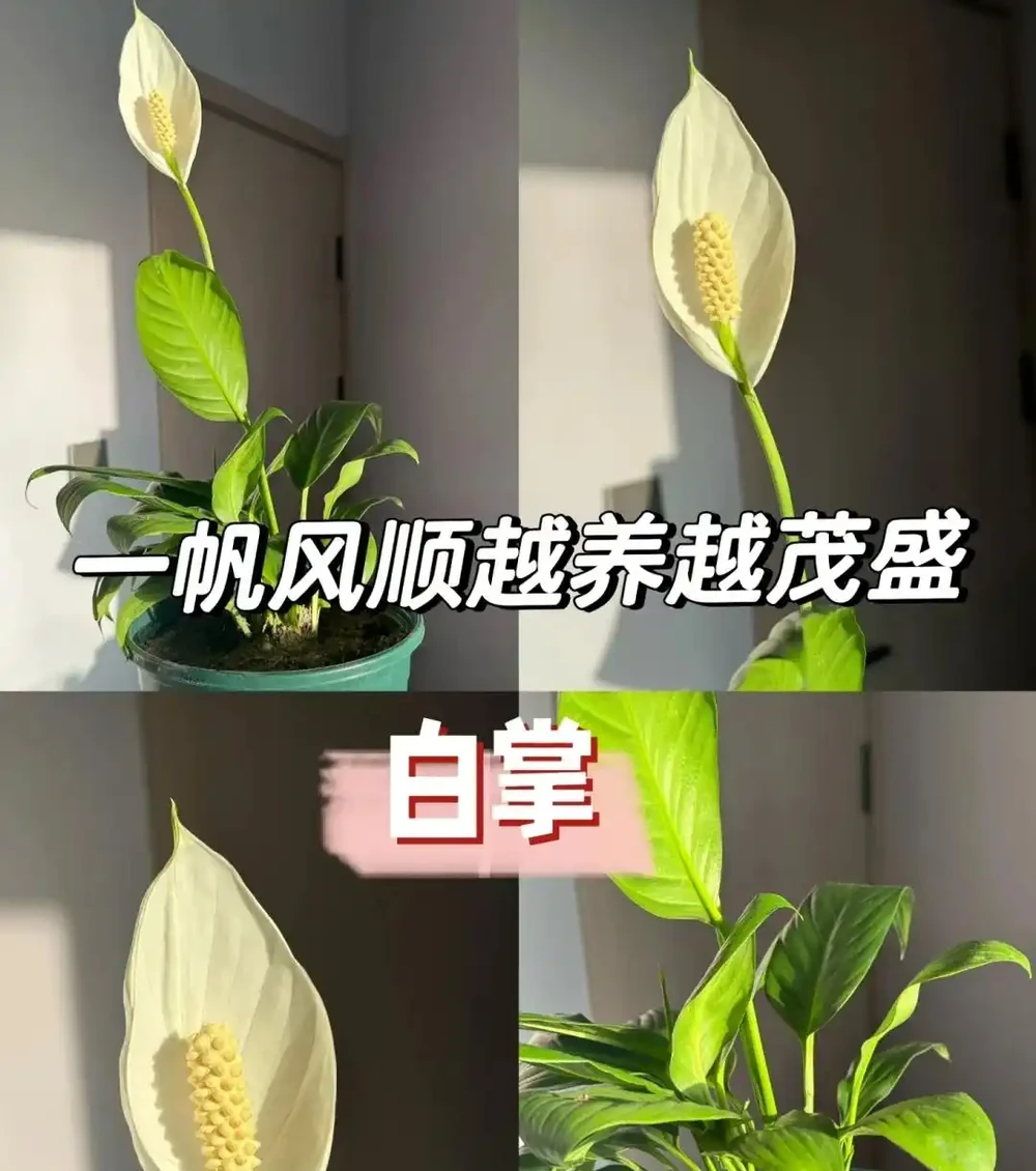 衛生間養上這3種花,臭味異味「全吸光」,好看,用處多!