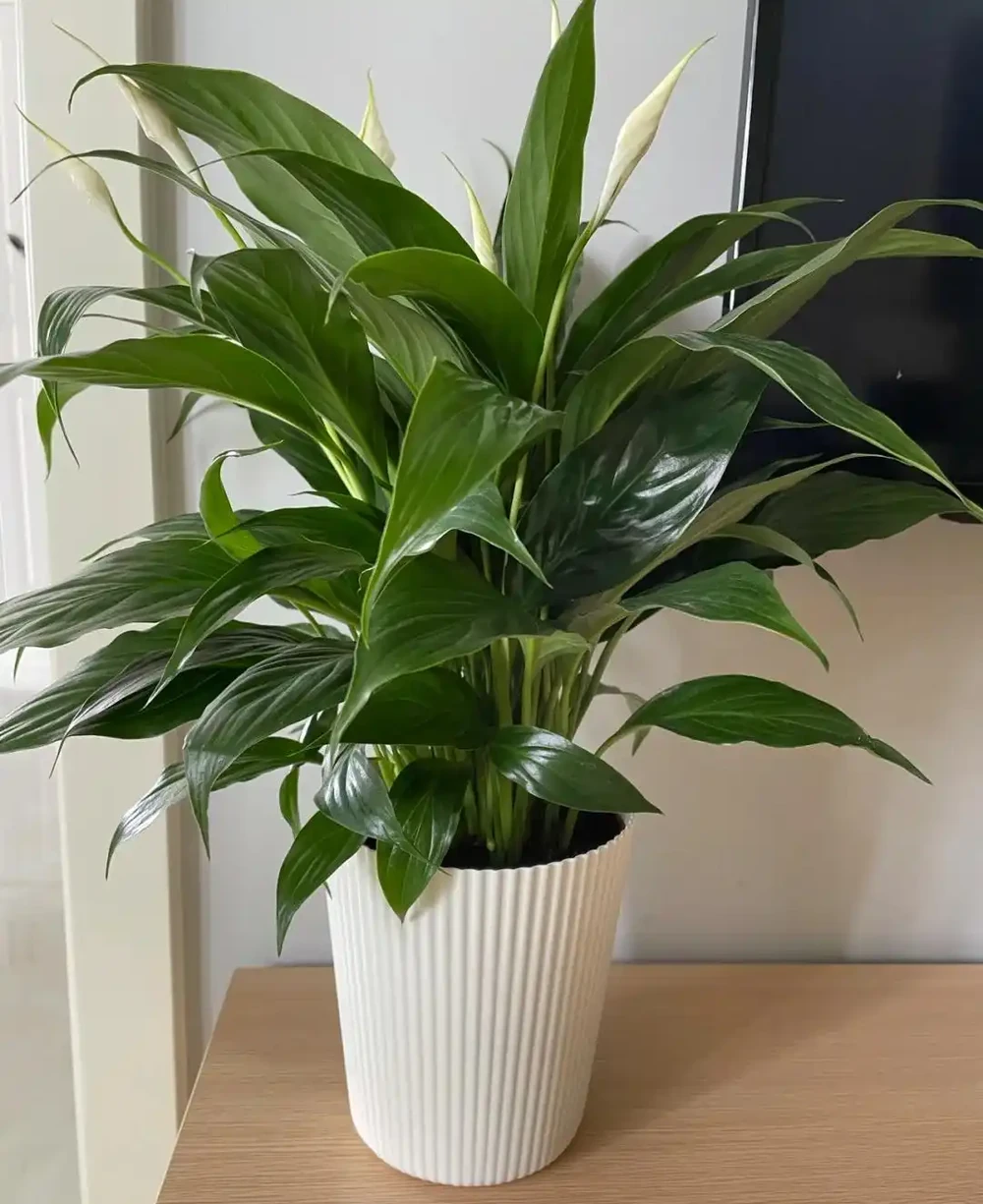 衛生間養上這3種花,臭味異味「全吸光」,好看,用處多!