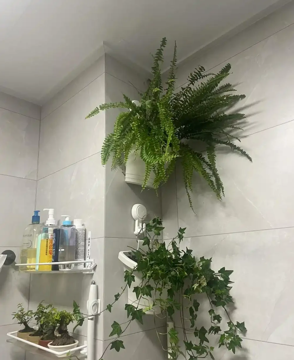 衛生間養上這3種花,臭味異味「全吸光」,好看,用處多!