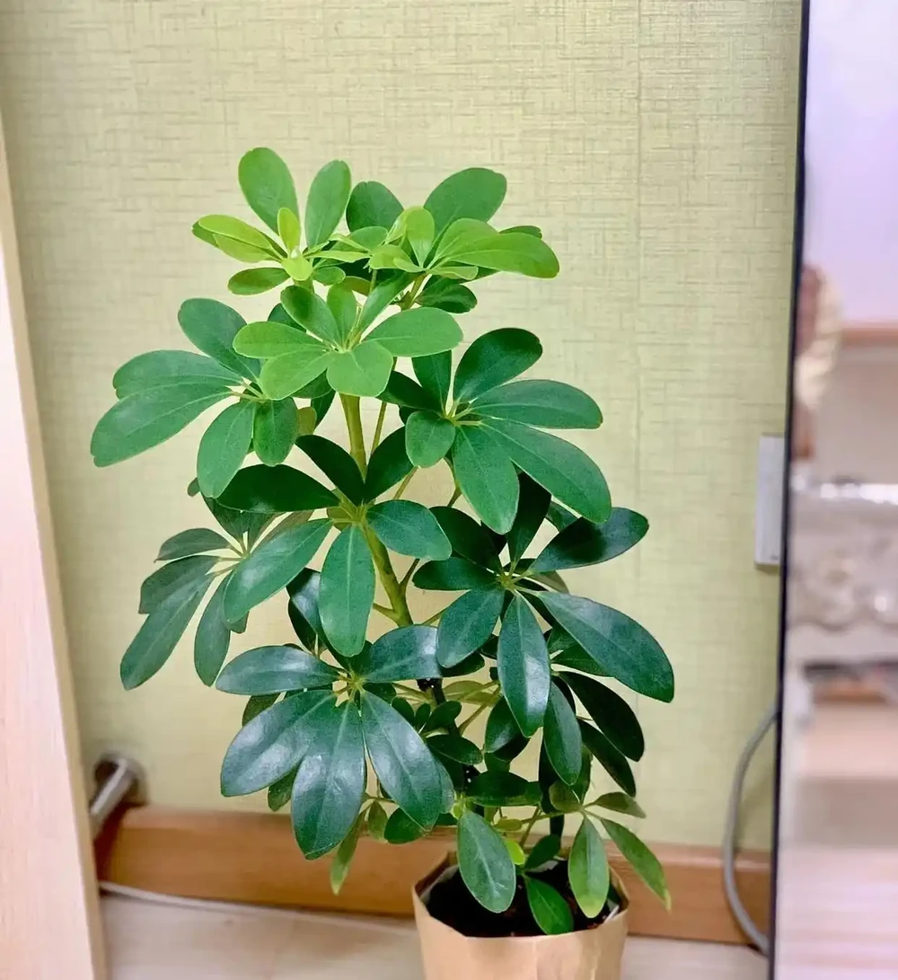 北京一媽媽養9年的鴨腳木「封神了」!枝多型美,網友:咋養的?