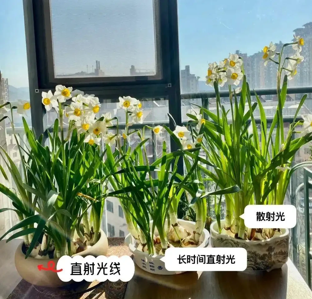 「凍不死」的5種花,越冷越愛開,現在種植正當時,別錯過了!