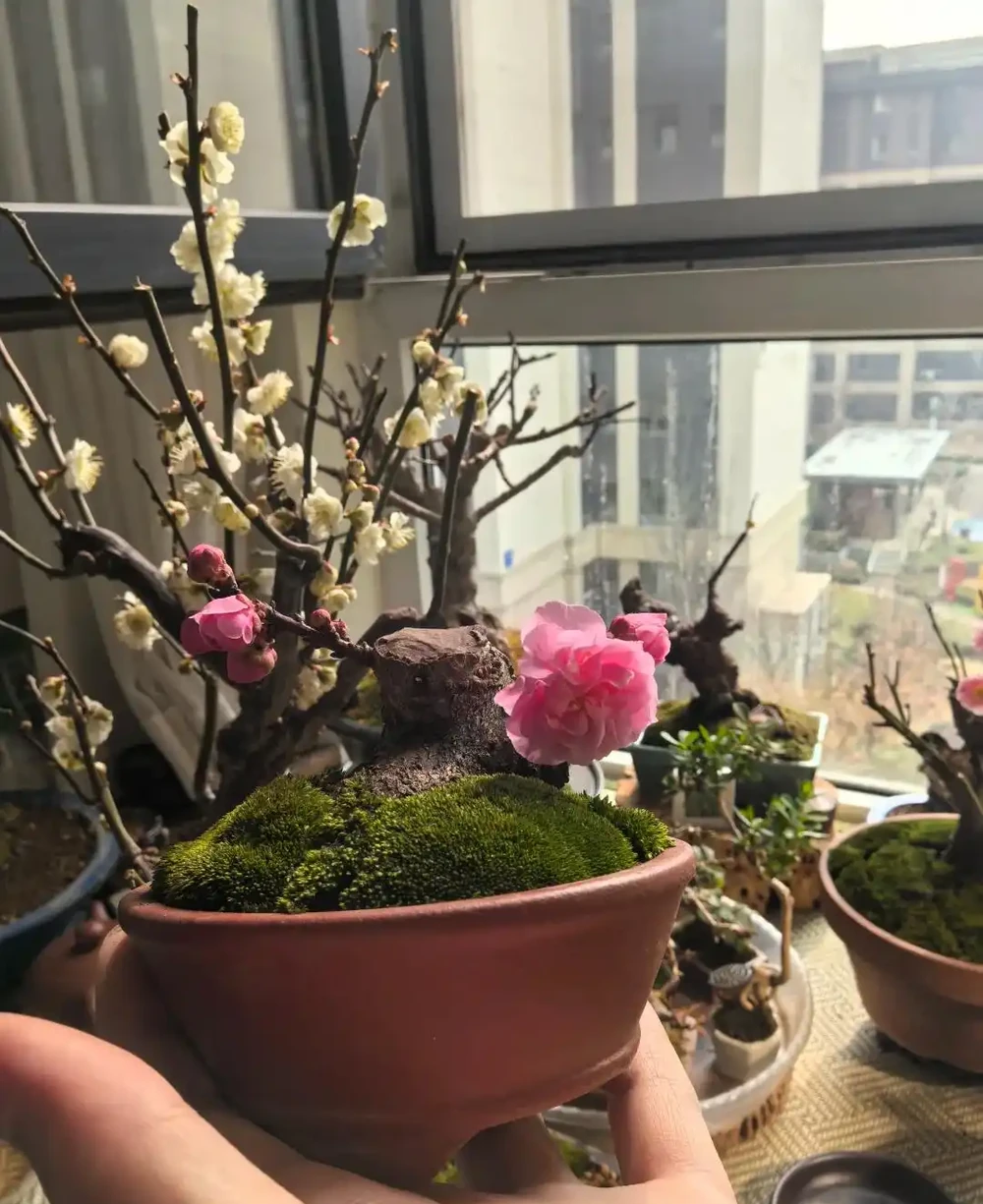 「凍不死」的5種花,越冷越愛開,現在種植正當時,別錯過了!