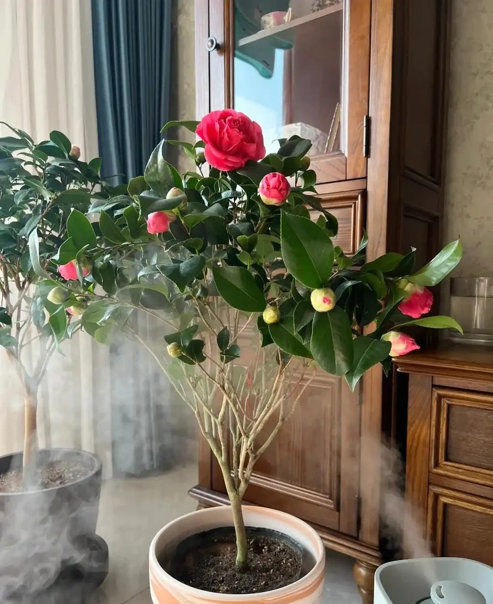 「凍不死」的5種花,越冷越愛開,現在種植正當時,別錯過了!