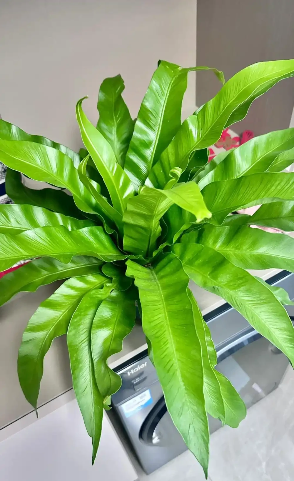 衛生間養上這3種花,臭味異味「全吸光」,好看,用處多!