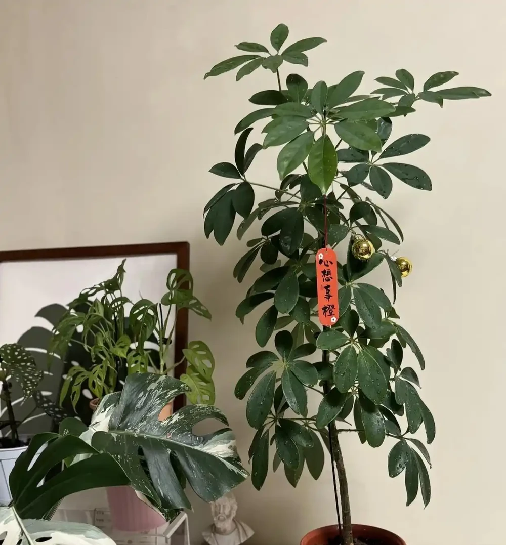 北京一媽媽養9年的鴨腳木「封神了」!枝多型美,網友:咋養的?