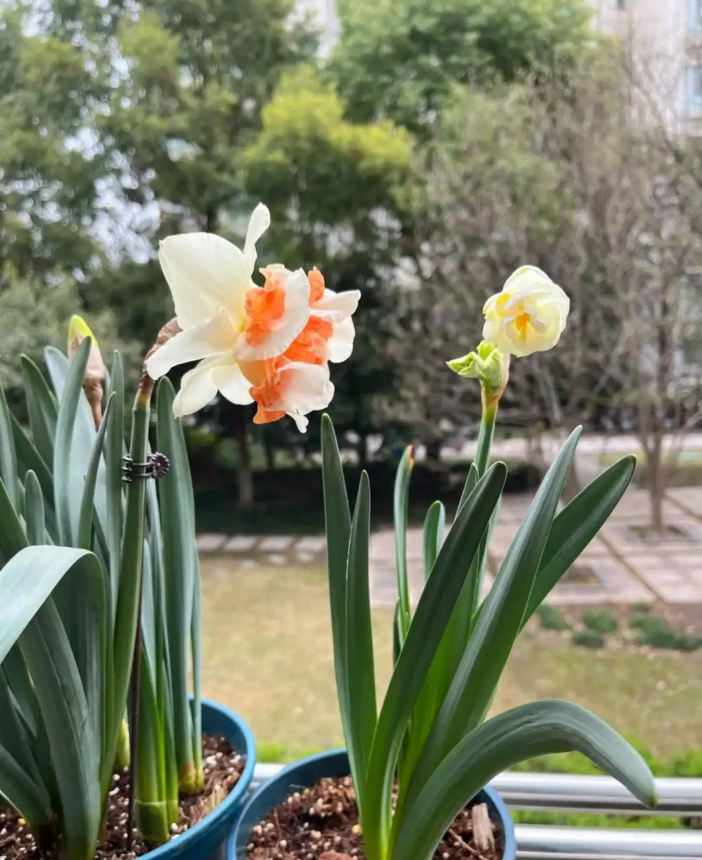 「凍不死」的5種花,越冷越愛開,現在種植正當時,別錯過了!