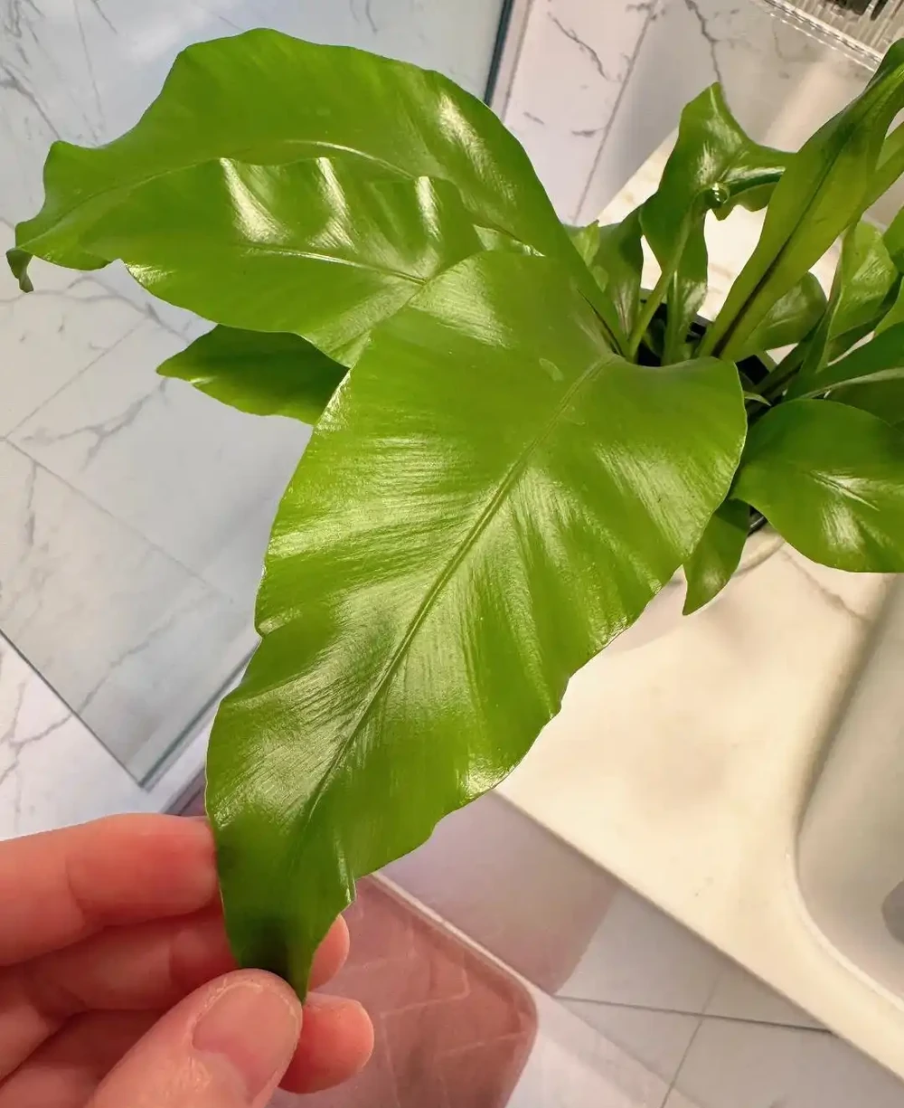 衛生間養上這3種花,臭味異味「全吸光」,好看,用處多!