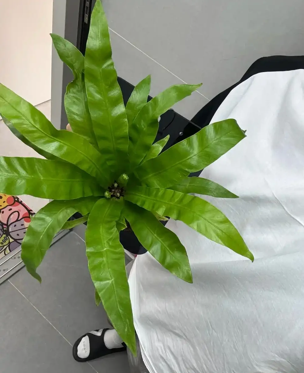 衛生間養上這3種花,臭味異味「全吸光」,好看,用處多!