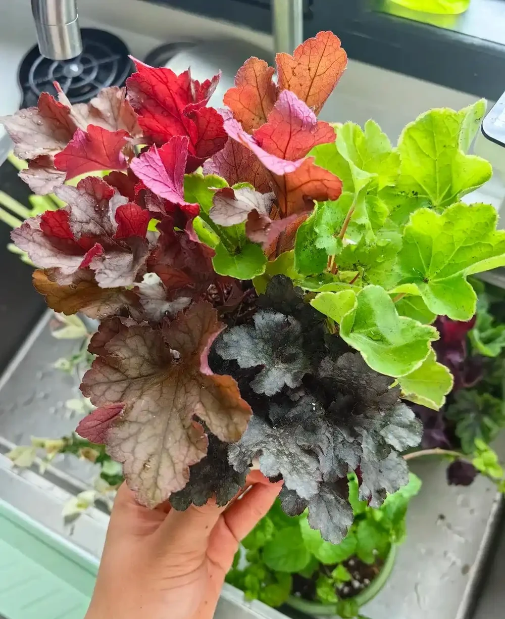 「凍不死」的5種花,越冷越愛開,現在種植正當時,別錯過了!