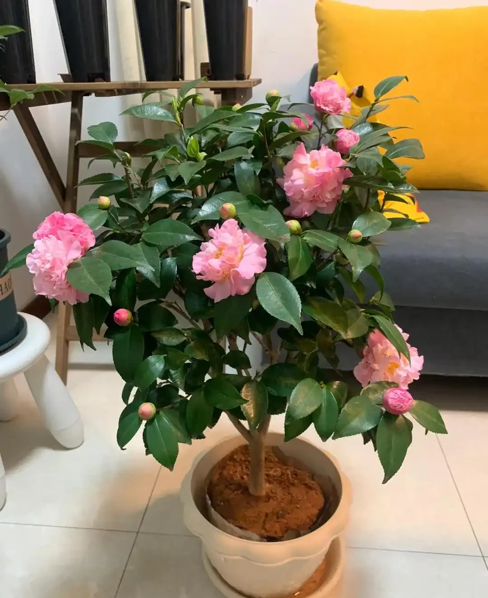 「凍不死」的5種花,越冷越愛開,現在種植正當時,別錯過了!