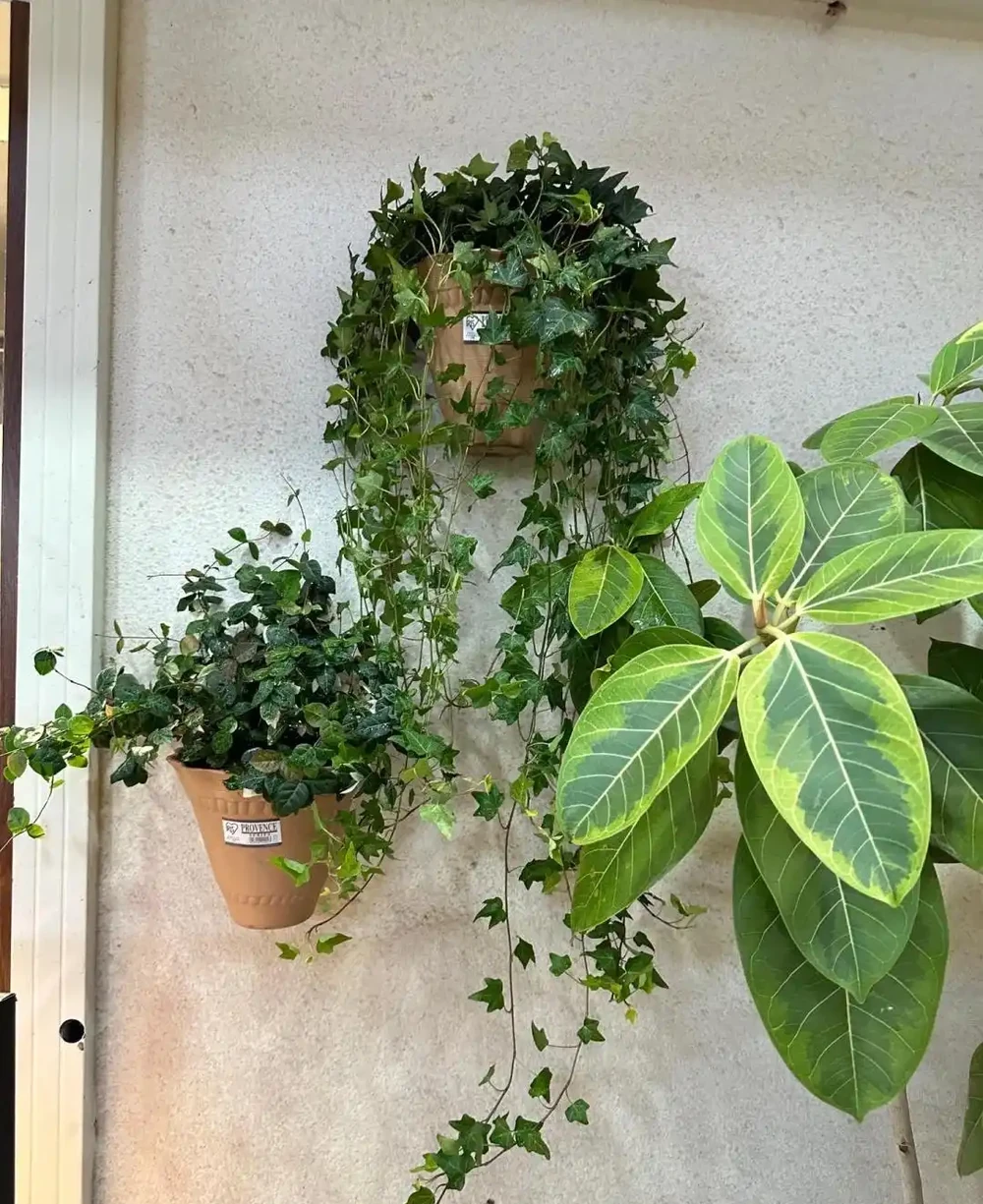 衛生間養上這3種花,臭味異味「全吸光」,好看,用處多!