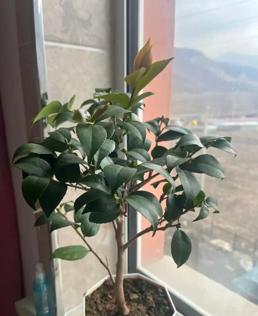 「凍不死」的5種花,越冷越愛開,現在種植正當時,別錯過了!