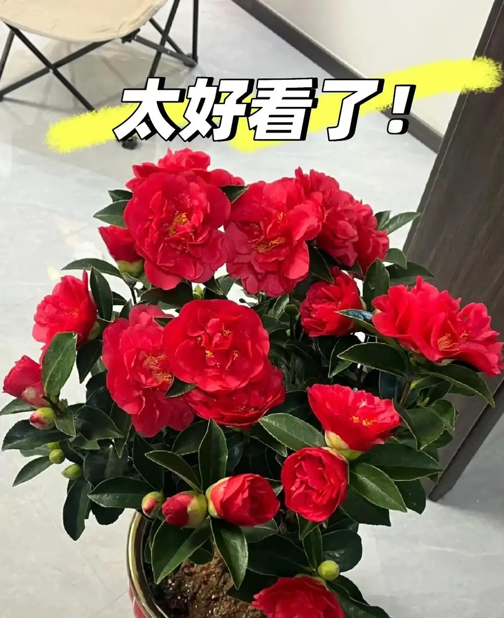「凍不死」的5種花,越冷越愛開,現在種植正當時,別錯過了!