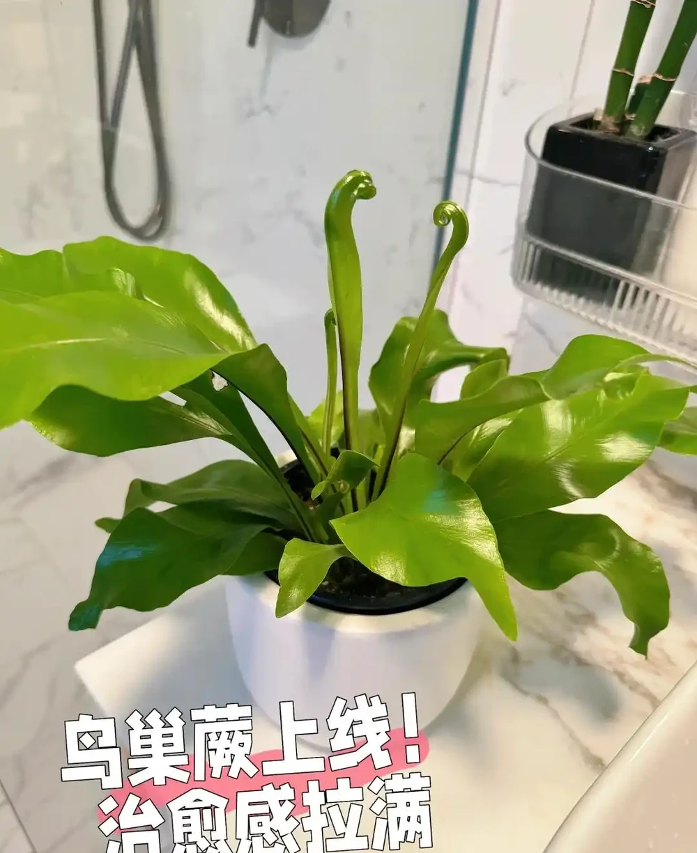 衛生間養上這3種花,臭味異味「全吸光」,好看,用處多!