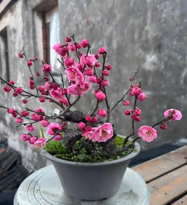 「凍不死」的5種花,越冷越愛開,現在種植正當時,別錯過了!