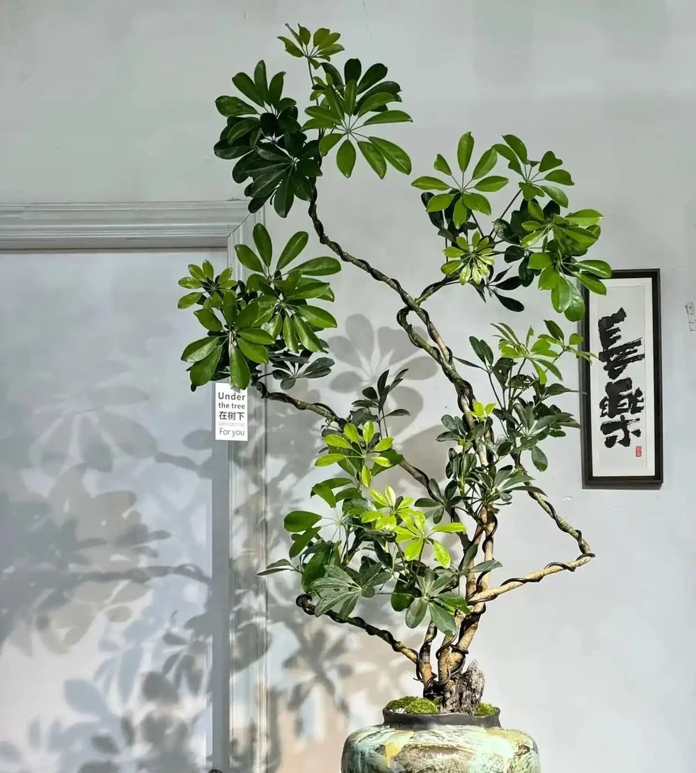 北京一媽媽養9年的鴨腳木「封神了」!枝多型美,網友:咋養的?