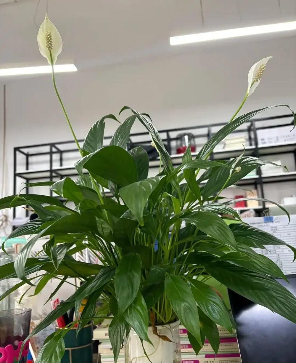 衛生間養上這3種花,臭味異味「全吸光」,好看,用處多!
