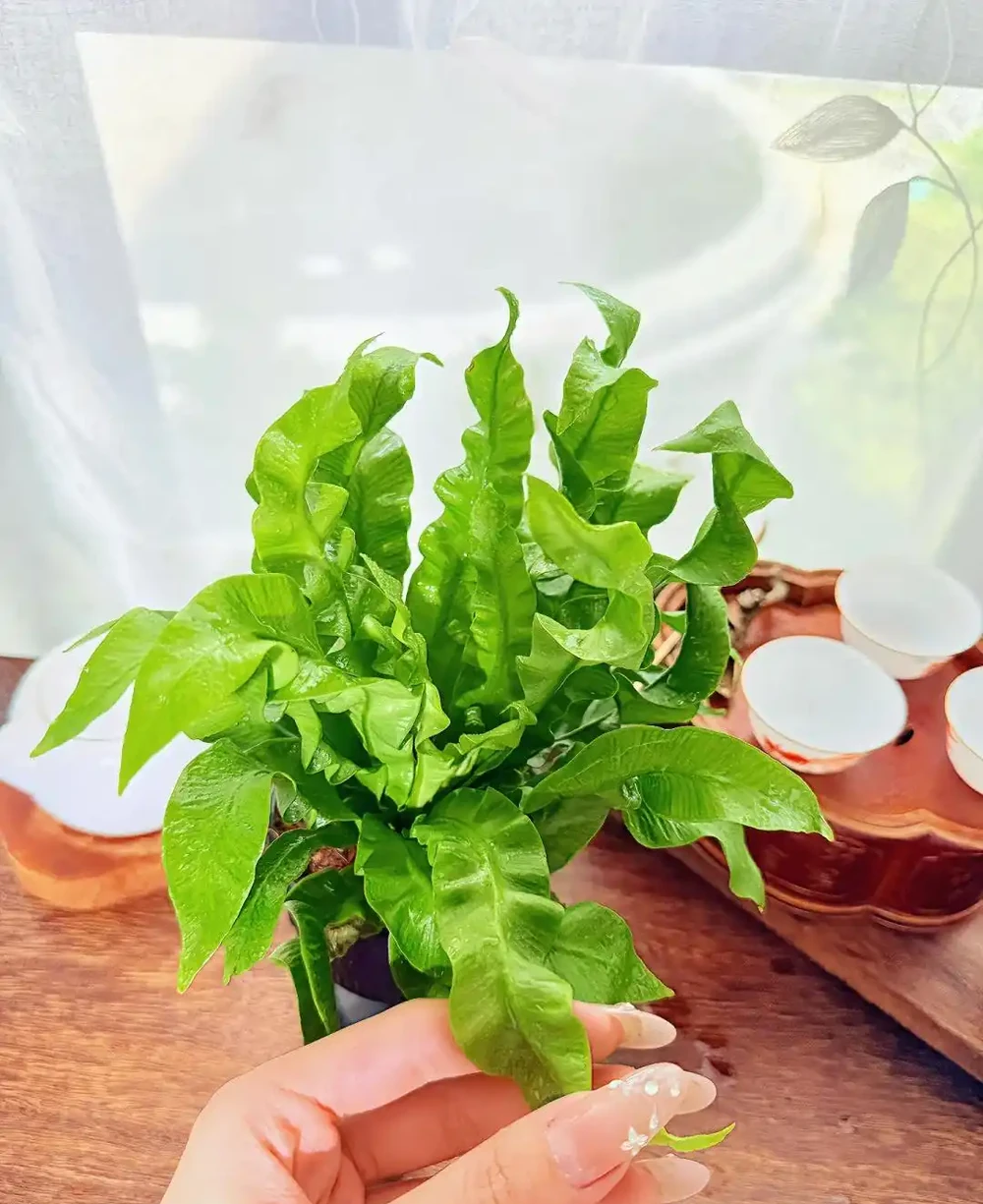 衛生間養上這3種花,臭味異味「全吸光」,好看,用處多!