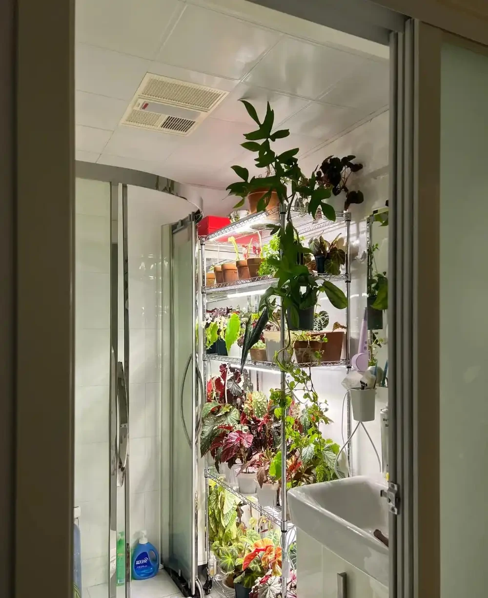 衛生間養上這3種花,臭味異味「全吸光」,好看,用處多!