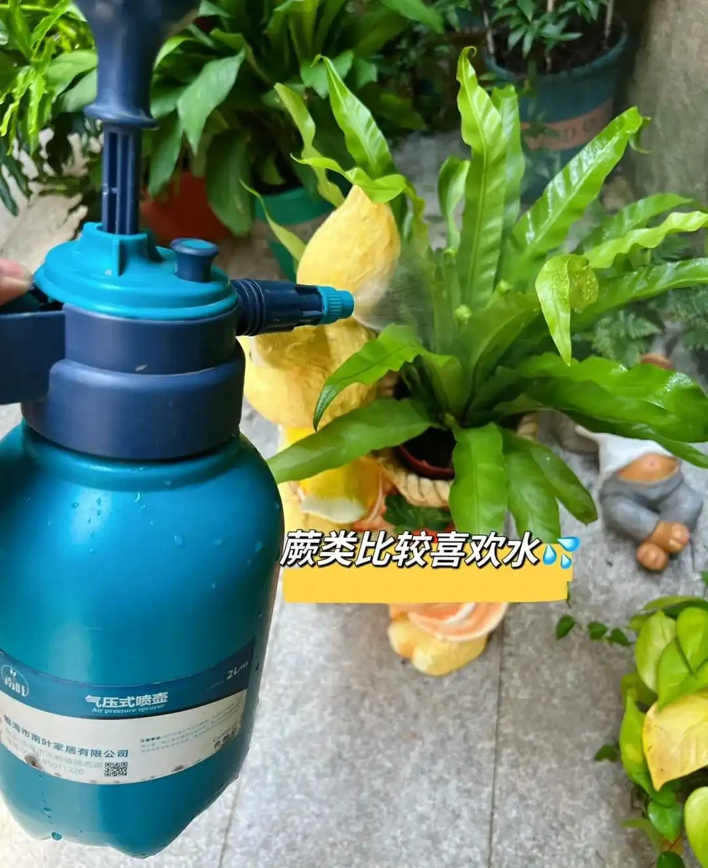 衛生間養上這3種花,臭味異味「全吸光」,好看,用處多!