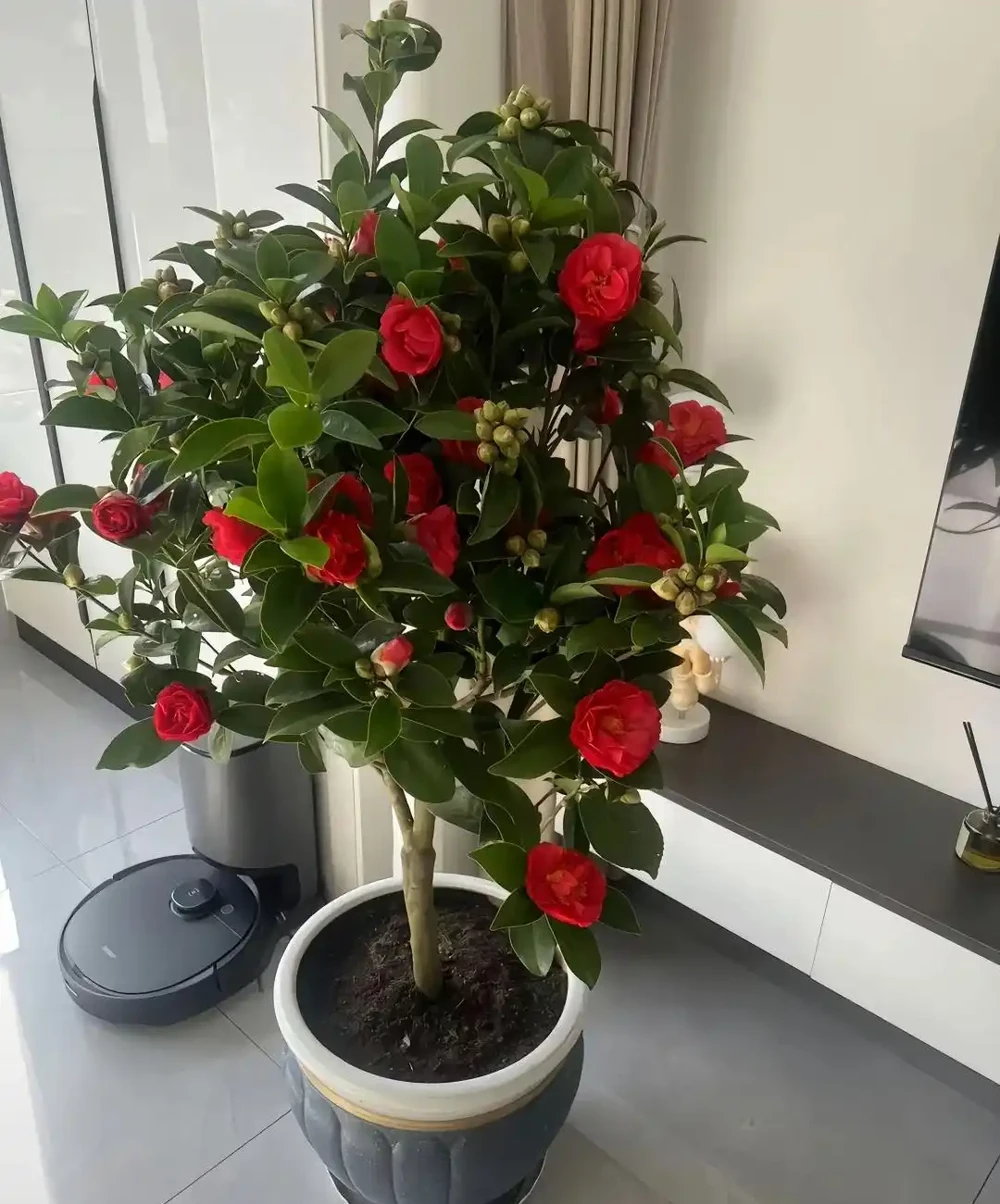 「凍不死」的5種花,越冷越愛開,現在種植正當時,別錯過了!