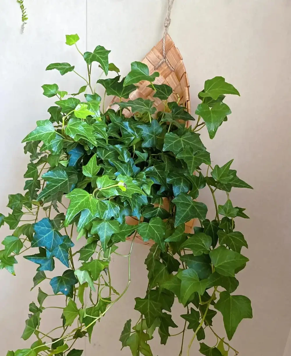衛生間養上這3種花,臭味異味「全吸光」,好看,用處多!