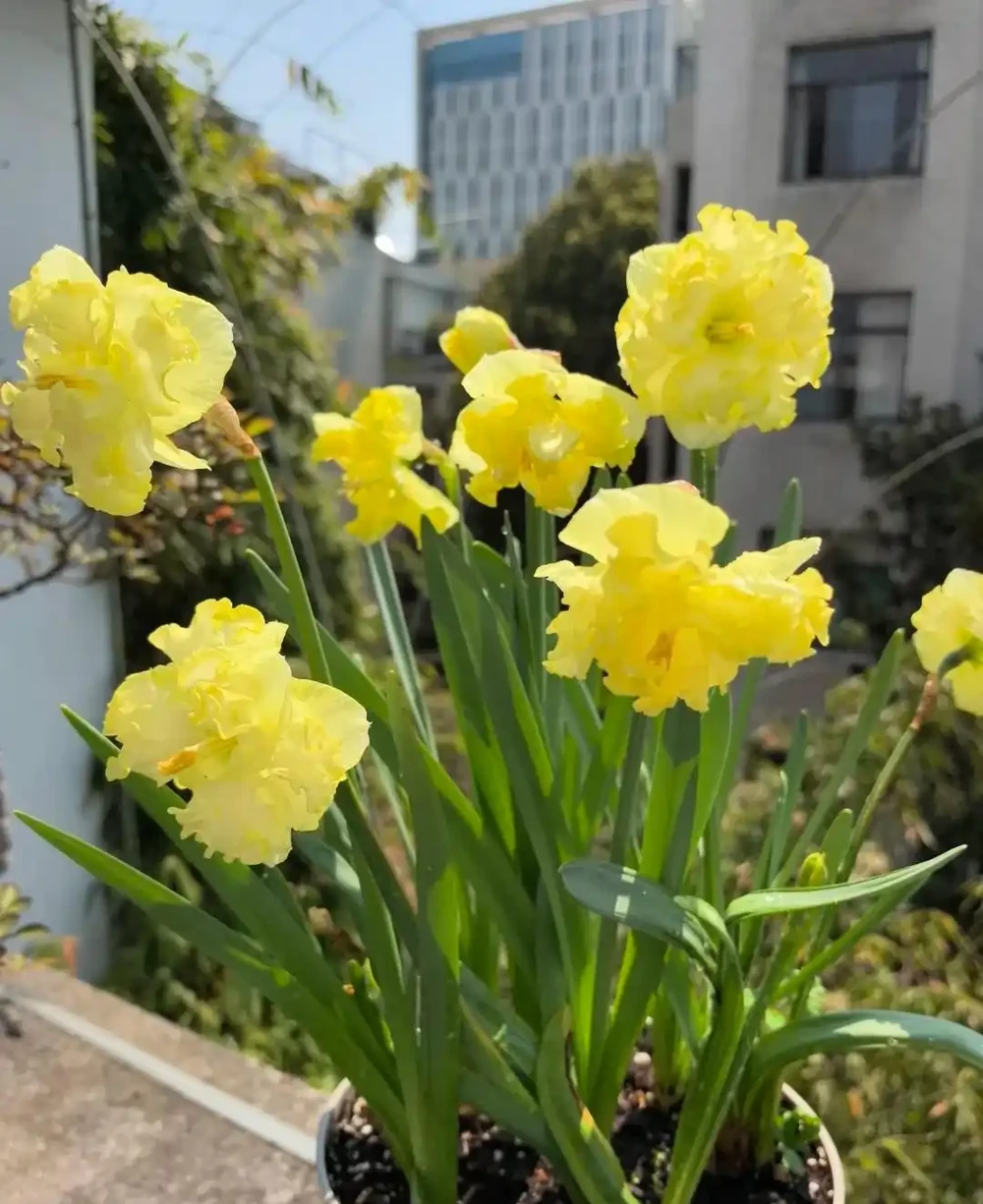 「凍不死」的5種花,越冷越愛開,現在種植正當時,別錯過了!