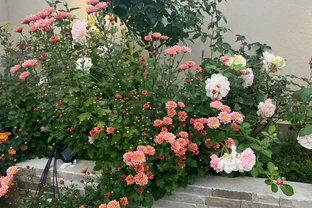 「凍不死」的5種花，越冷越愛開，現在種植正當時，別錯過了！