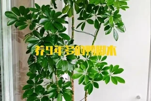 北京一媽媽養9年的鴨腳木「封神了」！枝多型美，網友：咋養的？
