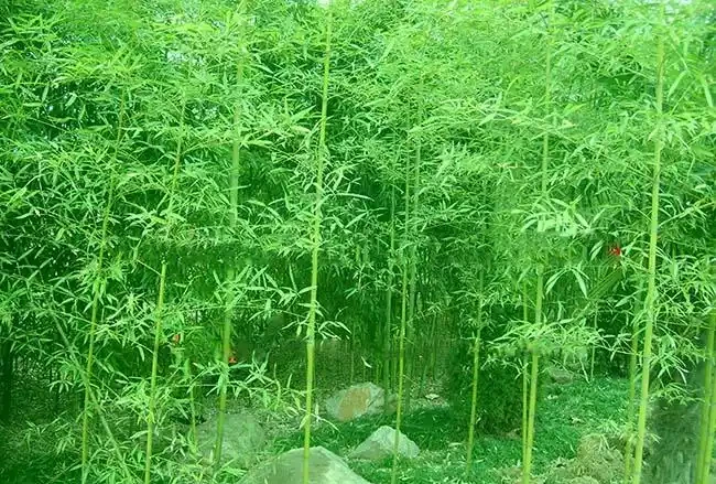 <a href='https://www.lvbad.com/zhumiaozhuzi/3446.html' target='_blank'>耐寒竹</a>