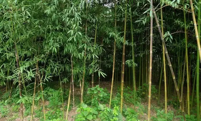 <a href='https://www.lvbad.com/zhumiaozhuzi/3453.html' target='_blank'>斑竹</a>